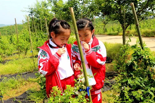 九江市外國語實(shí)驗小學(xué)到禮淶景區(qū)開展 踐行勞動教育,傳承農(nóng)耕文化 主題活動